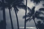 Palm Trees Silhouettes On The Beach On A Cloudy Day Stock Photo