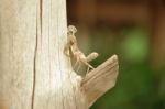 Moult Of Grasshopper Stock Photo