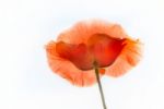 Poppy Stock Photo