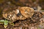 Grasshopper (ocnerodes Fallaciosus) Stock Photo