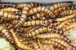 Meal Worms Stock Photo