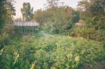 Vegetable Garden Stock Photo