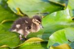 Brown Duckling Walking On Water Lily Leaves Stock Photo