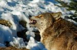 Gray Wolf Snarling Stock Photo