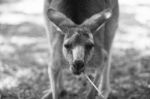 Kangaroo Outside During The Day Stock Photo