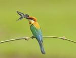 Chestnut-headed Bee-eater Stock Photo