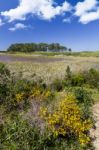 Small Patch Of Trees And Pond Stock Photo