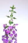 Angelonia Flower Stock Photo