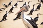 Birds Resting On The Beach Stock Photo