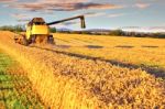 Harvesting Combine In The Wheat Field Stock Photo