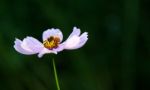 Flower Bee Stock Photo