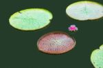 Lotus Leaf In A Pond Stock Photo