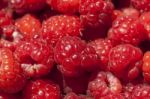 Red Raspberry Fruit Stock Photo