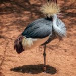 Black Crowned Crane At The Bioparc In Fuengirola Stock Photo