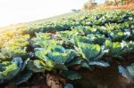 Cabbage On The Mountain Stock Photo