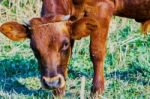 Cow On A Summer Pasture Stock Photo