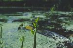 Plants Growing On The Water Stock Photo