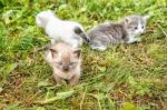 Three Kittens Walking On Grass Stock Photo