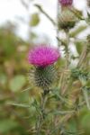 Thistle Flower Stock Photo