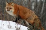 Red Fox Stock Photo