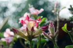  Azalea Flowers Blooming White Color Phu Echea Guard And Sun Stock Photo