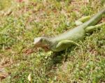 Green Iguana Stock Photo