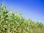 Corn Field With Blue Sky Stock Photo