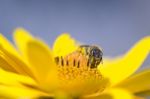 Pollination Stock Photo