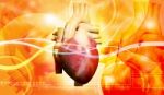 Human Heart  Stock Photo