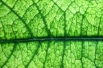 Leaf Vein Texture As Background Stock Photo