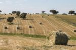 Round Bay Bale Rolls Stock Photo