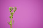 Shoots Of Ivy Align To Heart Sign Stock Photo