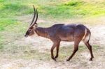 Walking Nyala Stock Photo