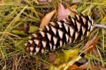 Pine Cone Stock Photo