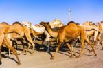 Herd Of Camels In Sudan Stock Photo