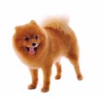 Pomeranian Spitz Dog Stock Photo