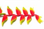 Hanging Heliconia Stock Photo