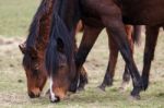 Two Racehorses Enjoying A Break From Racing Stock Photo