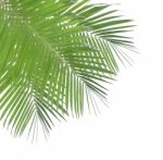 Green Palm Leaf Isolated On White Background Stock Photo