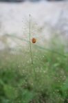 Nature Background With Grass Stock Photo