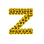 Isolated Sunflower Alphabet Z Stock Photo