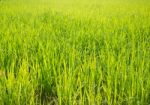 Rice Field Green Grass With Sun Shine Stock Photo