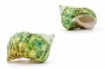 Sea Shell On White Background Stock Photo