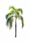 Palm Tree Isolated On White Background Stock Photo