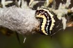 Yellow And Black Caterpillar Stock Photo