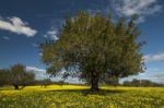 Almond Orchard In A Field Of Yellow Flowers Stock Photo