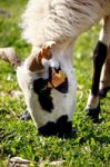 Ram Eating Leafs Stock Photo