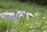 Male White Bengal Stock Photo