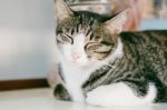 Cat Sleeping On The Table Stock Photo