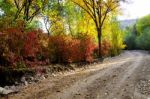 Autumn Scenery With Yellow, Green And Red Shinning Leaves In Fall In The Forest Stock Photo